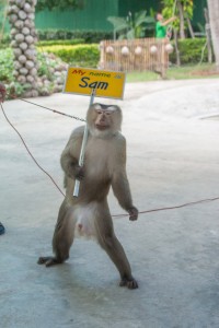 SONY DSC