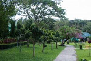 SONY DSC