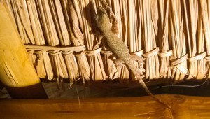 leo_WP_20141102_041