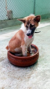 carefordogs_IMG_20150821_150559
