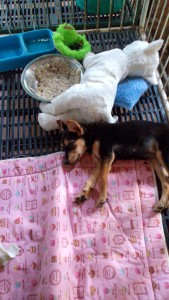 carefordogs_IMG_20150821_151240